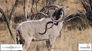 Tembani Wildlife - Mr Wow 75 2/8" World Record Kudu Bull