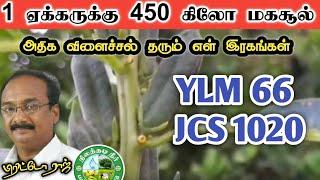 எள் - 1 ஏக்கருக்கு 450கிலோ மகசூல் YLM 66, JCS 1020 || High Yield Sesame Varieties || #brittoraj