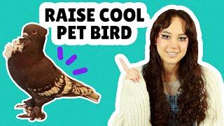 How to RAISE PIGEONS as a COOL PET BIRD at home - Pigeon care guide BEGINNER TIPS