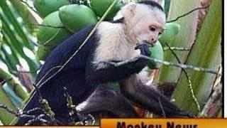 Chimpanzee that! Monkey News! (compilation)