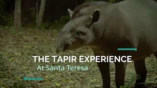 SouthWild Pantanal: the best place in the world to see wild tapirs.