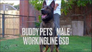 Working line German Shepherd dog, Big dark sable male | BUDDY PETS GURGAON |