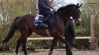 Gordon Elliott’s Cheltenham Festival cross country intended runners having a pop