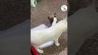 LOL, Who's This Little Guy? One Month Puppy VS Four Months Cat The First Time  -EPS922 #funny