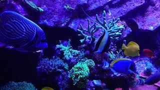 Feeding Time on the 1200 Litre Reef Aquarium