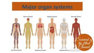 MAJOR ORGAN SYSTEMS PART 1