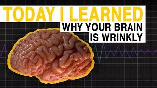 TIL: Why Your Brain is Wrinkly | Today I Learned