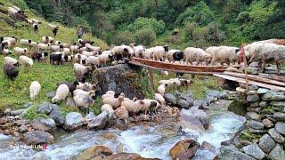 This is Sheep Shepherd Life | Sheep Herd Crossing the Raw Bridge | Real Nepali Life |