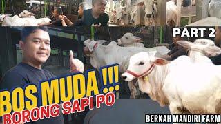 WOW  BOS MUDA BORONG SAPI PO !!! || BERKAH MANDIRI FARM #sapi #sapipo#sapisimentalsuper#sapijumbo