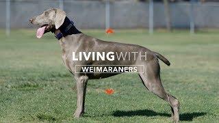 ALL ABOUT LIVING WITH WEIMARANERS