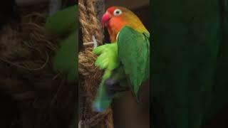 Fischer's lovebird