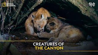 Creatures of the Canyon | America’s National Parks | हिन्दी | Full Episode | S1-E1 | Nat Geo