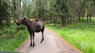 Smålandet Moose Safari Schweden 2021