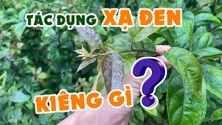 Tác Dụng Cây Xạ Đen Là Gì? Kiêng Gì Khi Uống Nước Xạ Đen?