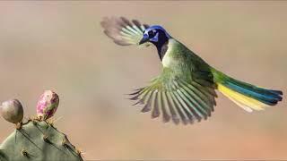 Green Jay (Cyanocorax luxuosus) - All Information you want to Know this Magical bird