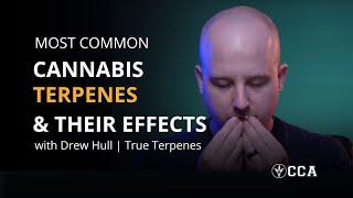 Most Common Cannabis Terpenes and Their Effects With Drew Hull