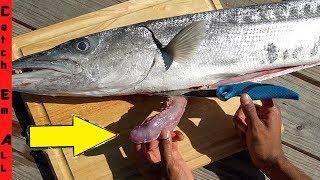 INSIDE this BARRACUDA FISH STOMACH! **What you NEVER EXPECTED!**