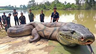 10 Biggest Snakes Ever Discovered