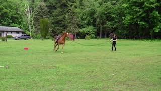 Coherence Horsemanship Institute Presents  Cedar Transitions Walk Trot off Energy