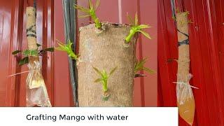 Grafting Mango with water