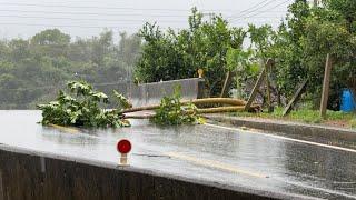 Badai Topan di Taiwan ‼️ Pohon Pepaya Tumbang, Sulastri 15 Panen Pepaya, Tkw Taiwan.