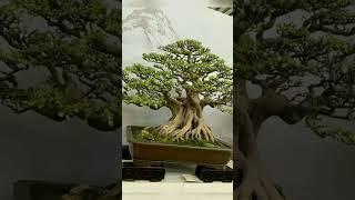 Inspirasi bonsai Loa