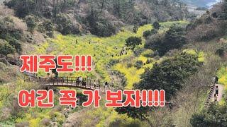 제주도 가면 여긴 꼭 가보자!!  #물엉덩계곡 & #산방산 환상 유채밭