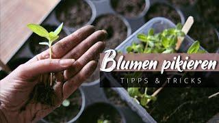 Blumen pikieren + viele Tipps zur Pflege & Aufzucht von Jungpflanzen