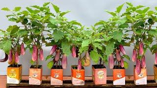 How to grow eggplant for many fruits and high yield is very simple, anyone can apply it at home