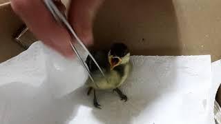 Feeding the great tit baby :)