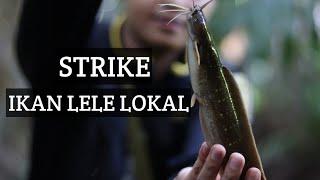 Mancing Ikan Lele Lokal | Dan memetik Pucuk Pakis Buat Dijadikan Sayur.