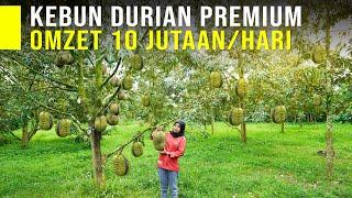 TANAM DURIAN PREMIUM UNTUNG PULUHAN JUTA PER HARI