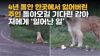 4년동안 한곳에서  잃어버린 주인 돌아오길 기다린 강아지에게 일어난 일