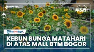  TRIBUN TRAVEL UPDATE: Menilik Kebun Bunga Matahari di Mal BTM Bogor