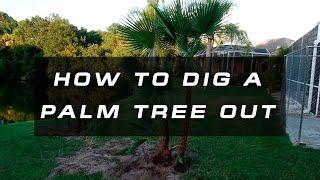 How to Dig a  Palm Tree Out / Dig out, Relocate and Replant a palm tree