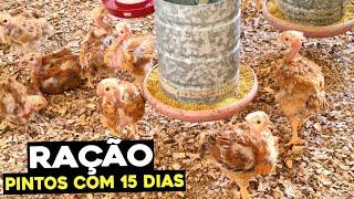 DICAS DE RAÇÃO PARA PINTINHOS COM 15 DIAS