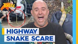 Tiger snake slithers up woman's leg while driving on Monash freeway | Today Show Australia