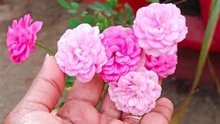 Things to do for maximum Rose Flowers | गुलाब पे ढेर सारे फूल के लिए क्या करें