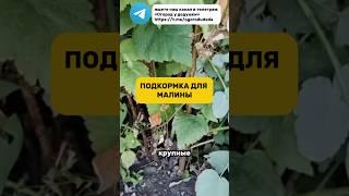 Подкорми малину и собирай крупные ягоды #подкормка #малина #огород