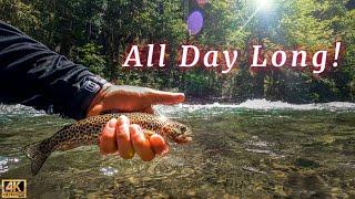 Fly Fishing For Trout From SUNRISE to SUNSET!