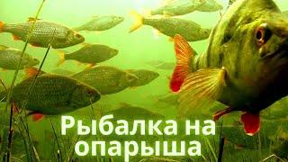 Как насадить опарыша на крючок: 2 способа.