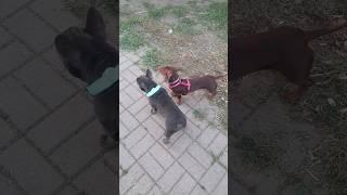 French Bulldog / Французский Бульдог #frenchbulldog #французскийбульдог #puppy #dog #BatmanSelina