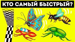 Кто победит в гонке среди самых быстрых жуков?