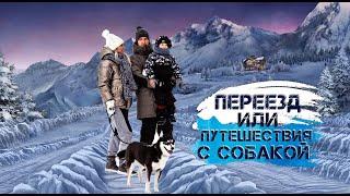 Путешествие и переезд с собакой! Как подготовить собаку к переезду или путешествию?