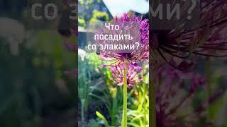 С чем сажать злаки?️Лук афлатунский и его партнёр️ #shortvideo