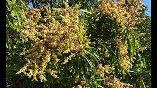 2024 Mango and Lychee Bloom Update - Sarasota, Florida - Plus HUGE Fruit Tree Sale!!!