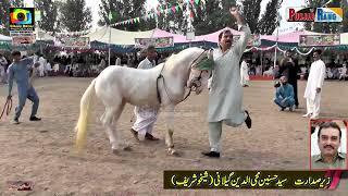 Horse Dance l Dil Da Jani  l 28 September 2024 l Mehmood Pura Chak No 1 Nankana Sahib