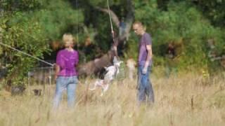 Staffordshire Bull Terrier Sporting Club @ Touquet (SBTSC)