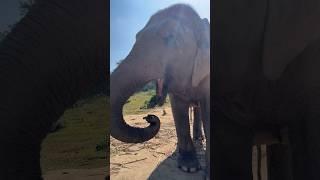 Asian Elephant in Thailand #animals #elephant #wildlife