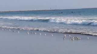 So Cute! Little Sandpiper Birds Run In and Out of the Pacific Ocean at Venice Beach California!